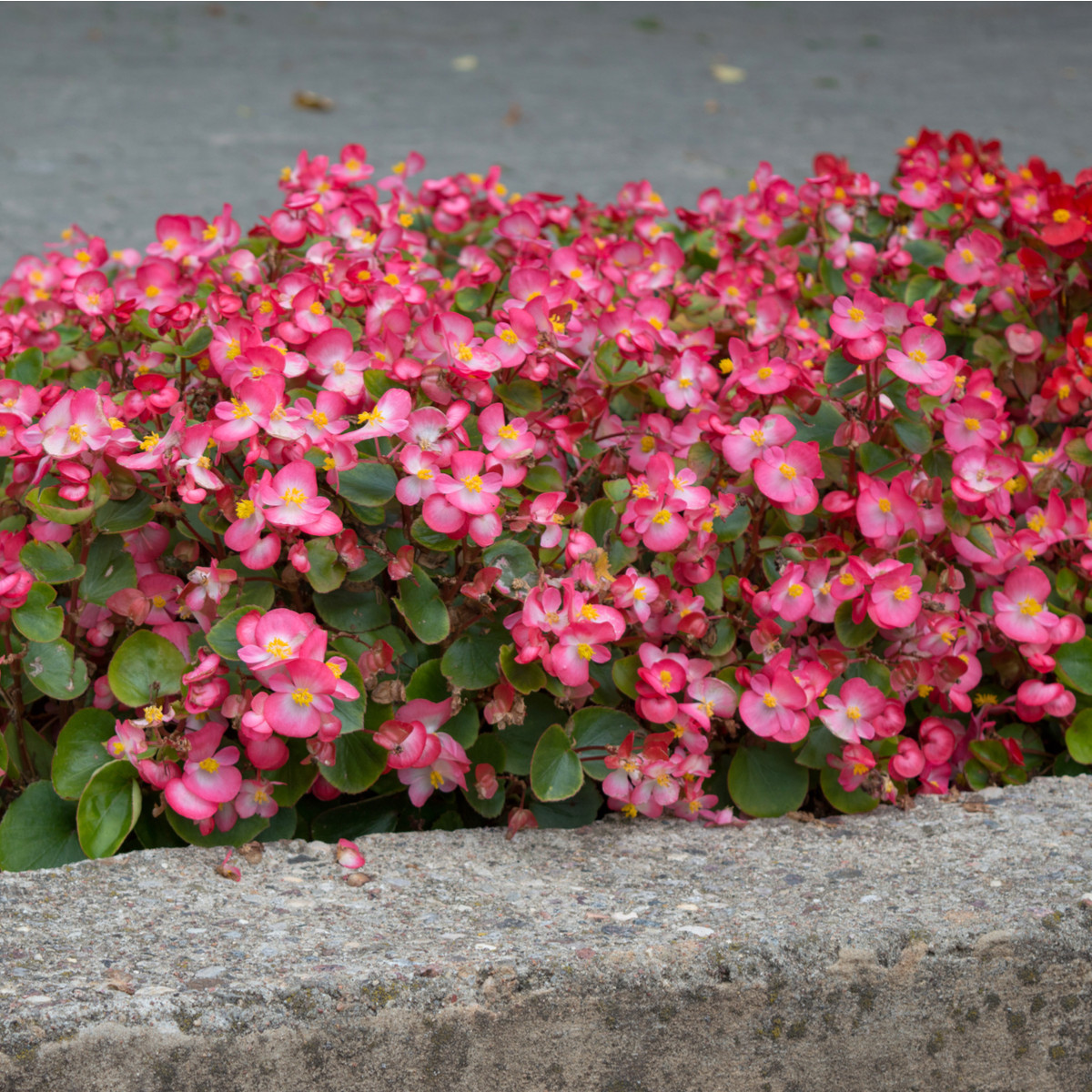 Voskovka  růžová Heaven Rose F1 - Begonia semperflorens - semena - 10 ks