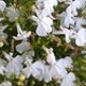 Lobelka drobná nízká - směs - Lobelia erinus - semena Lobelky - 1000 ks