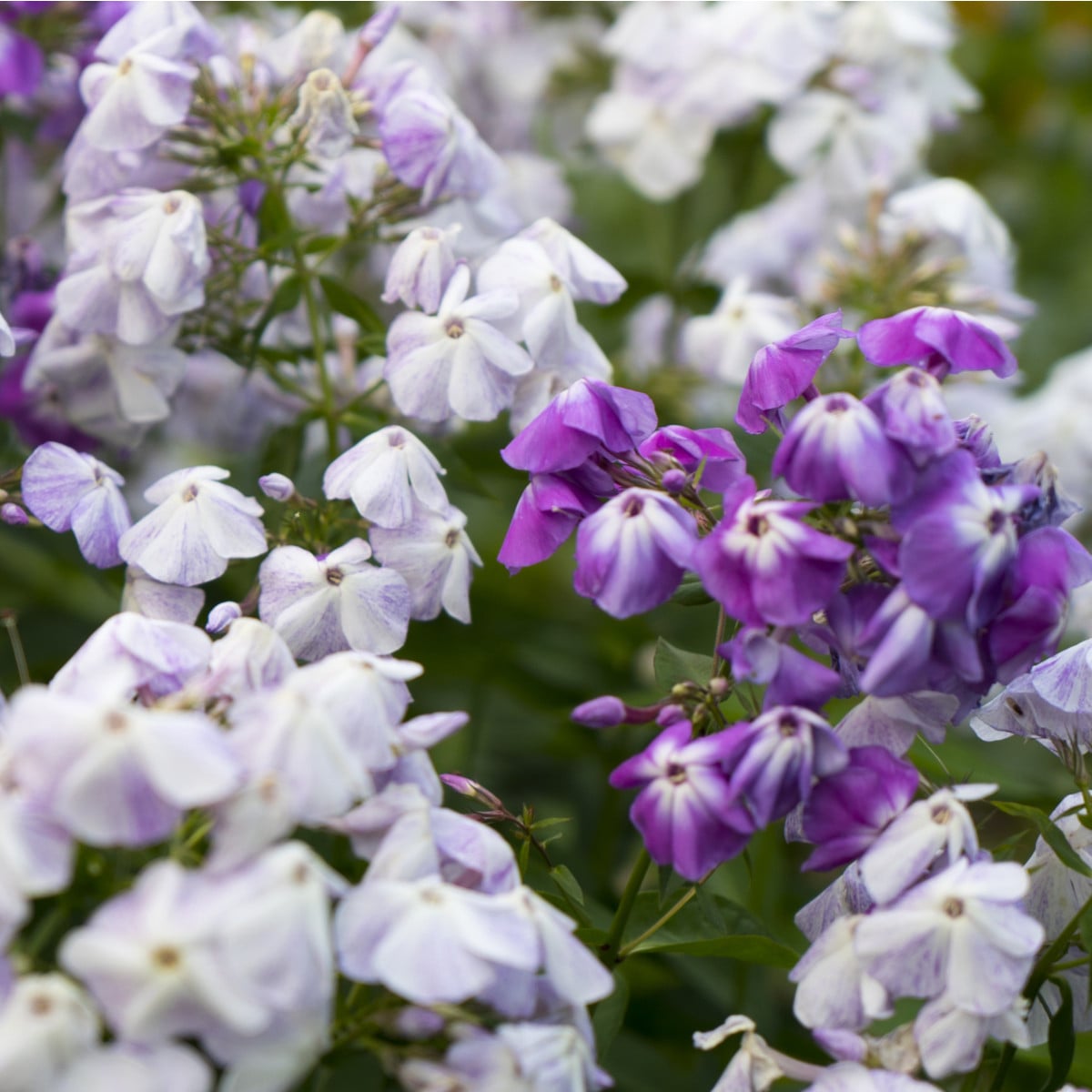 Plaménka latnatá směs barev - Phlox paniculata grandiflora - prodej semen - 15 ks