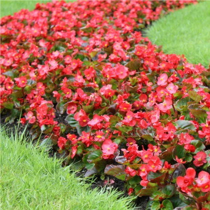 Voskovka Heaven Red F1  - Begonia semperflorens - semena - 10 ks