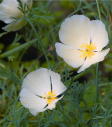Sluncovka kalifornská bílá - Eschscholzia californica - prodej semen - 450 ks