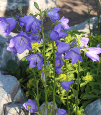 Zvonek broskvolistý modrý - Campanula persicifolia - prodej semen - 0,1 g