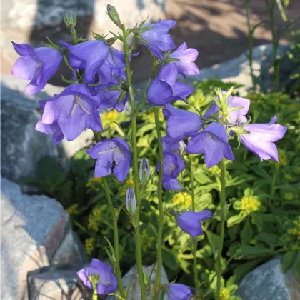 Zvonek broskvolistý modrý - Campanula persicifolia - prodej semen - 0,1 g