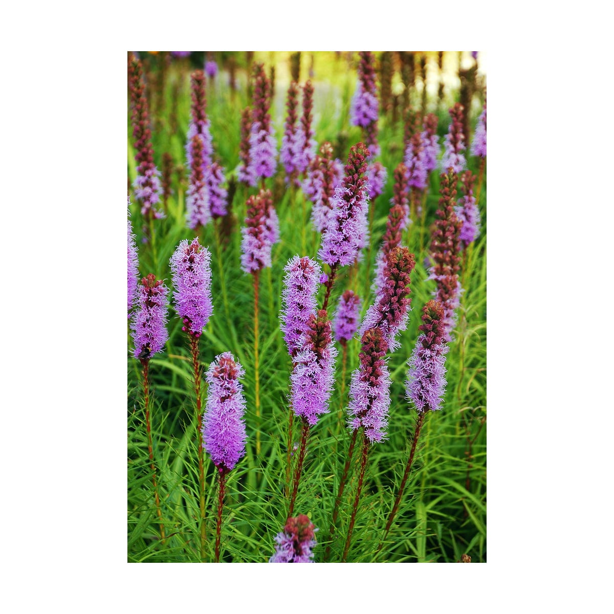 Šuškarda fialová - Liatris spicata - prodej cibulovin - 5 ks