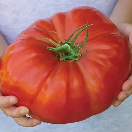 Rajče Gigantomo - Solanum lycopersicum - prodej semen - 5 ks
