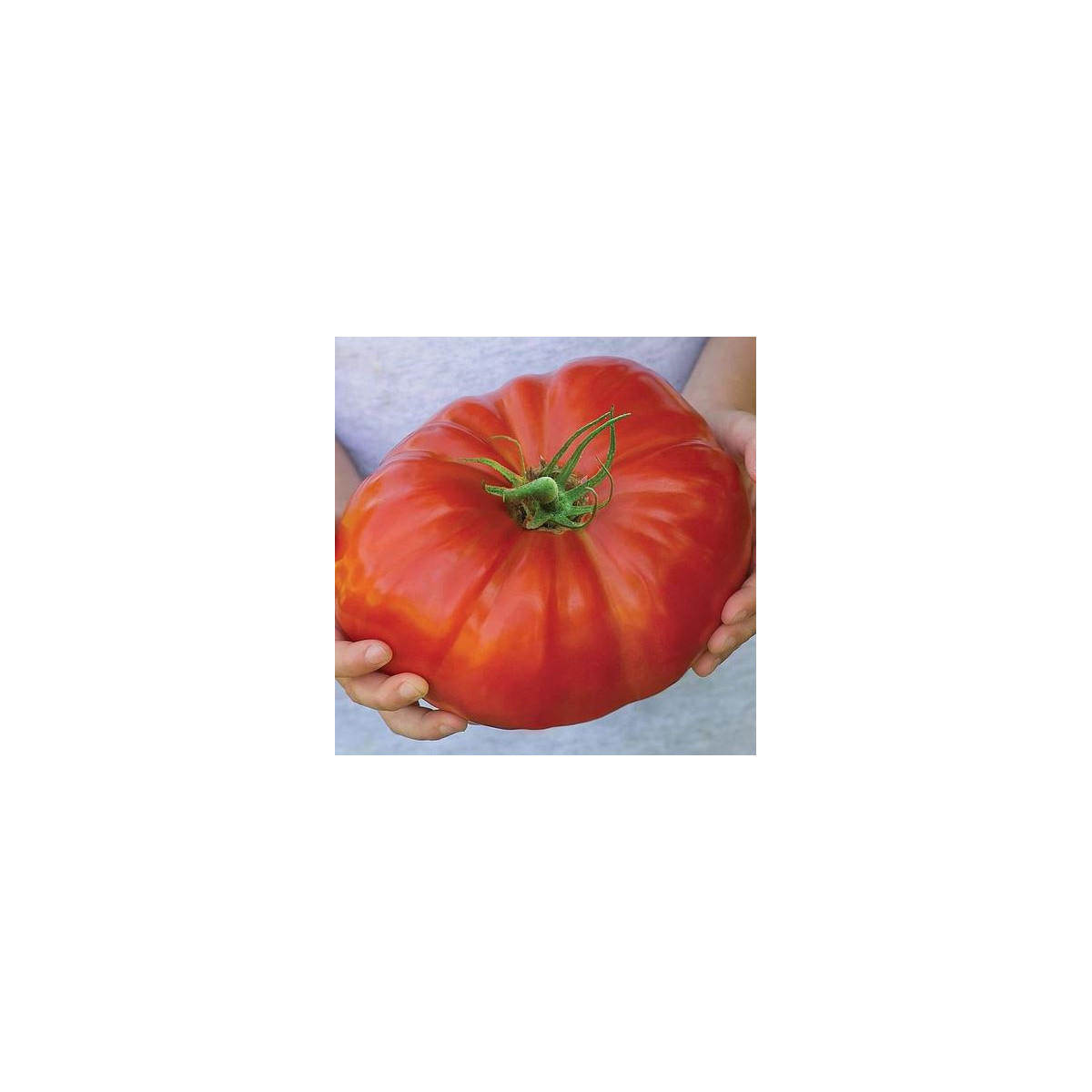 Rajče Gigantomo - Solanum lycopersicum - prodej semen - 5 ks