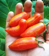 Rajče Sweet Casady  - Solanum lycopersicum - prodej semen - 7 ks