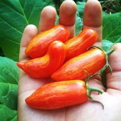 Rajče Sweet Casady  - Solanum lycopersicum - prodej semen - 7 ks