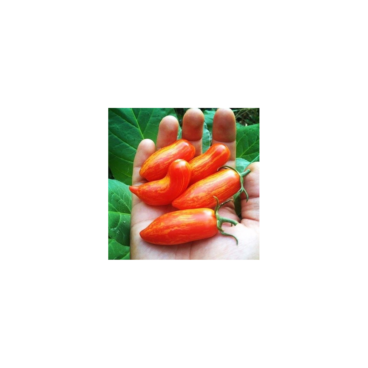 Rajče Sweet Casady  - Solanum lycopersicum - prodej semen - 7 ks