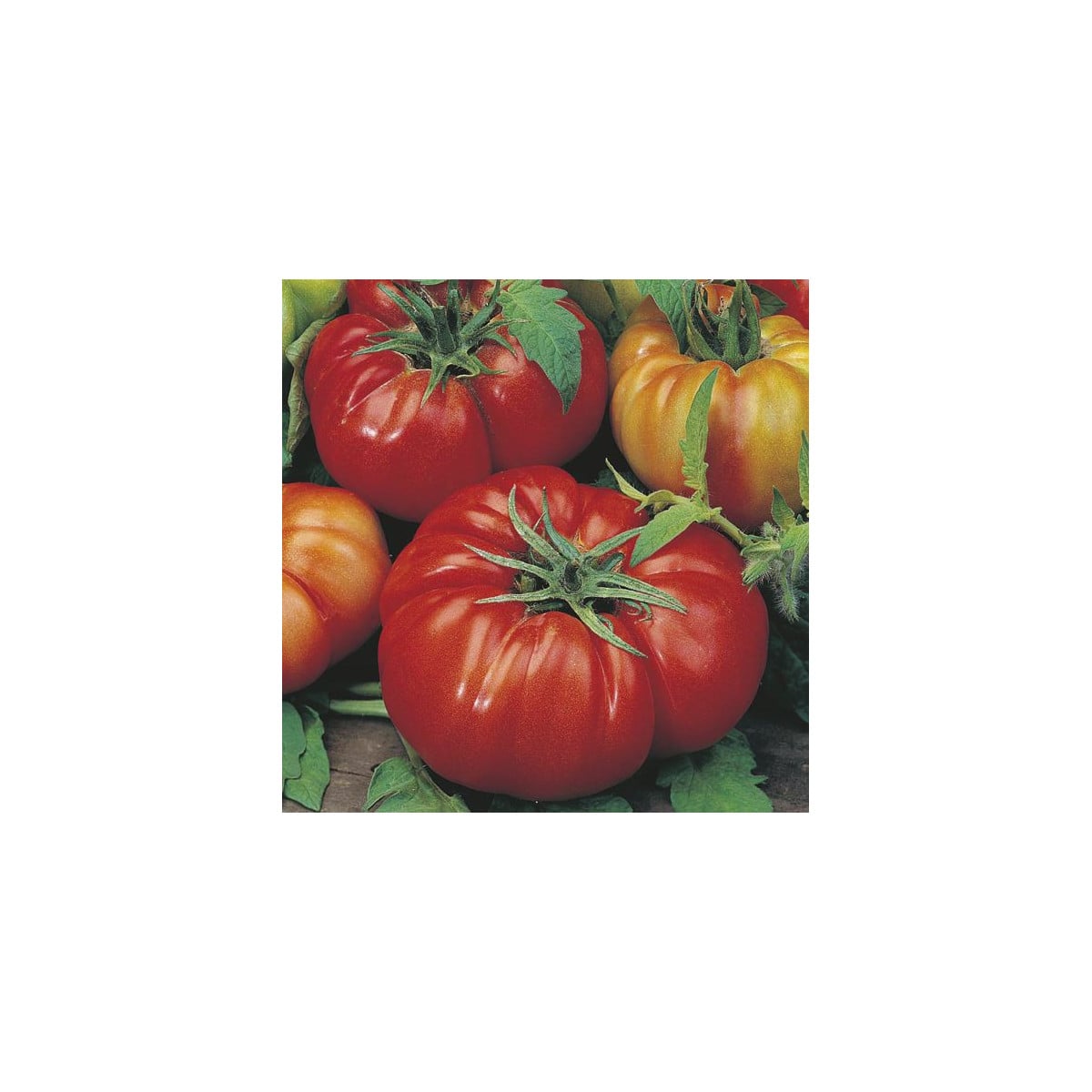 Rajče Costoluto Fiorentino - Solanum lycopersicum - prodej semen - 7 ks