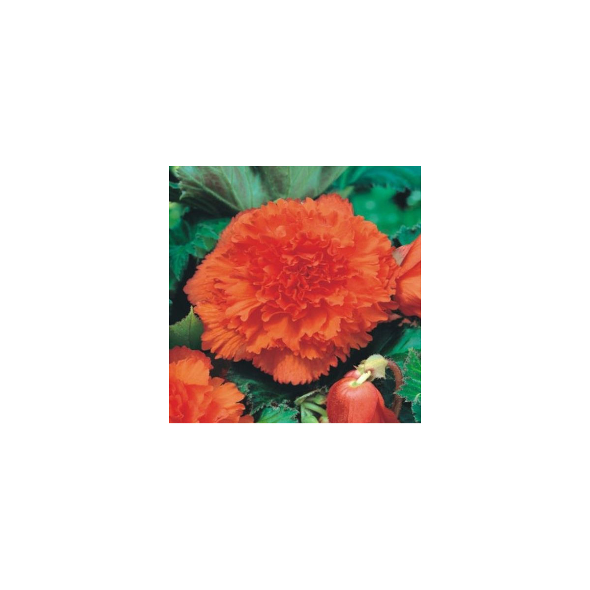 Begonie oranžová třepenitá - Begonia fimbriata - prodej cibulovin - 2 ks