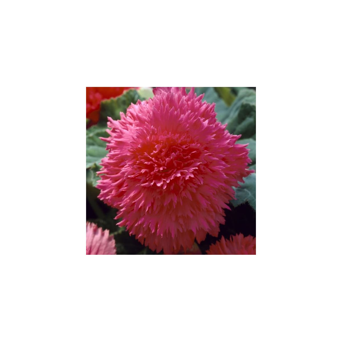 Begonie třepenitá růžová - Begonia fimbriata - prodej cibulovin - 2 ks