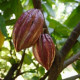 Kakaovník pravý- Theobroma cacao- semena Kakaovníku- 5 ks