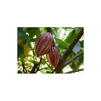 Kakaovník pravý- Theobroma cacao- semena Kakaovníku- 5 ks