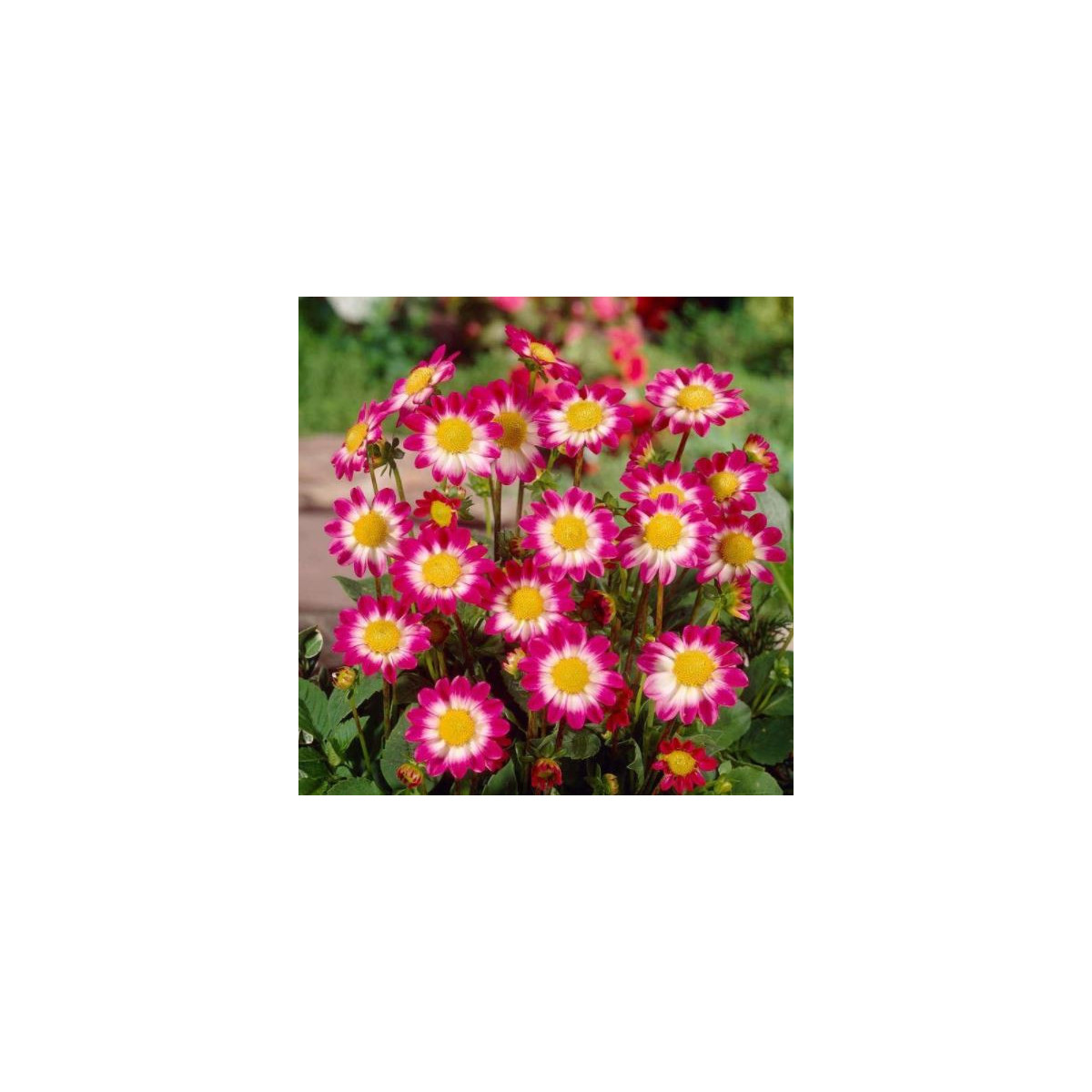 Jiřinka Sweetheart - Dahlia - prodej cibulovin - 1 ks