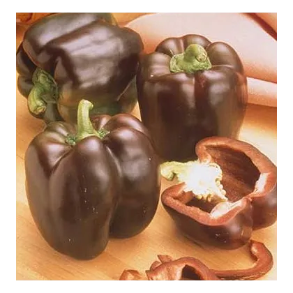 Paprika Hnědá Kráska - Capsicum annuum - prodej semen - 9 ks