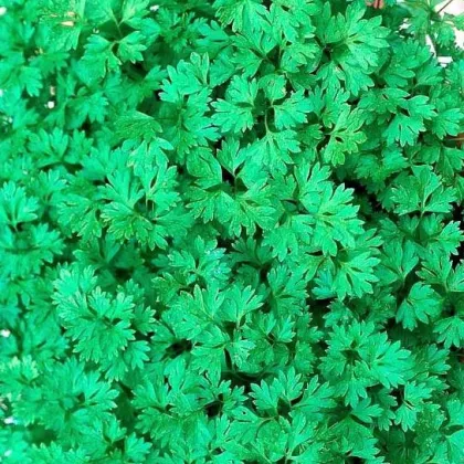 Kerblík setý Fijne Krul - Anthriscus cerefolium crispum - semena - 0,8 gr