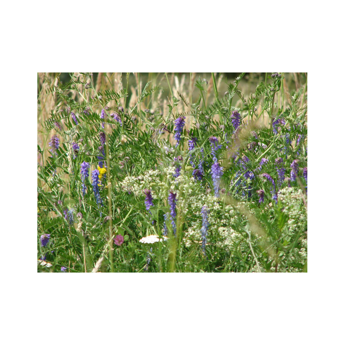 Modrá louka Zvonečková - Planta Naturalis - prodej semen - 40 g