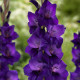 Gladiol Purple Flora - Gladiolus - prodej cibulovin - 3 ks