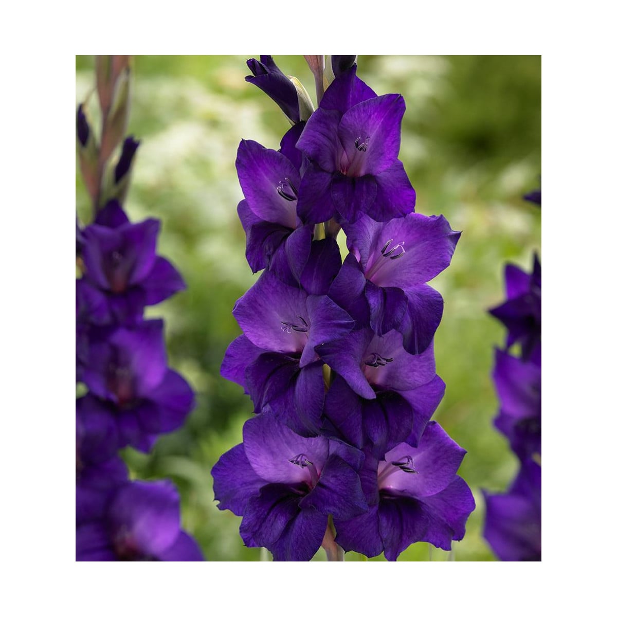 Gladiol Purple Flora - Gladiolus - prodej cibulovin - 3 ks