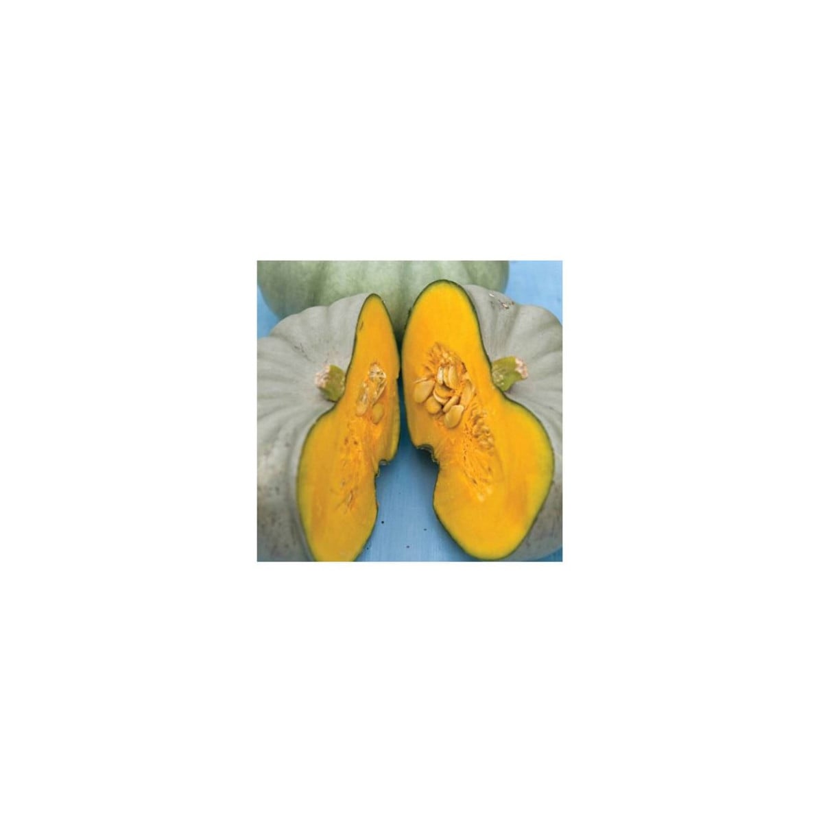 Tykev Crown Prince F1 - Cucurbita maxima - prodej semen - 5 ks