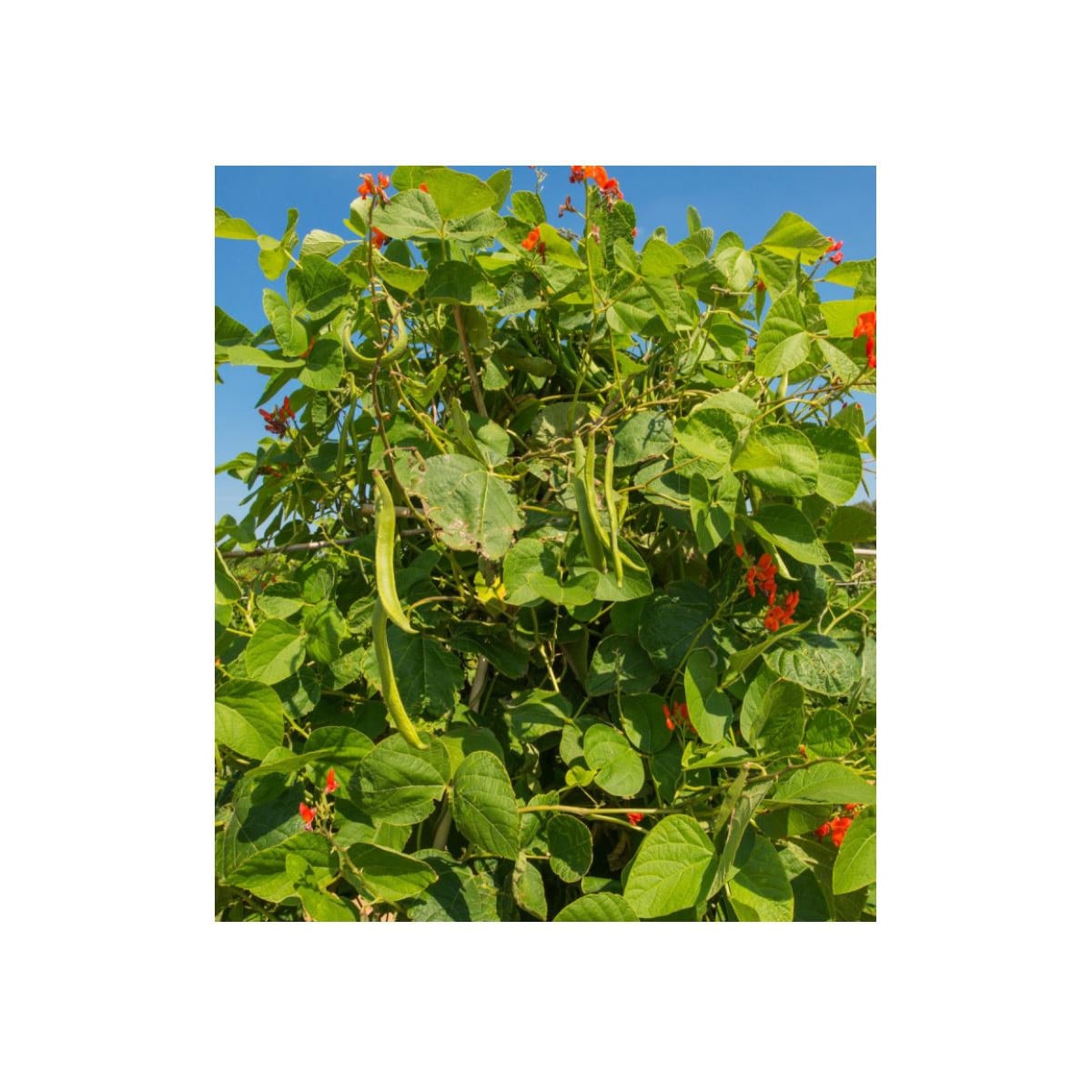 Fazole šarlatová Preis - Phaseolus coccineus - prodej semen - 2 g