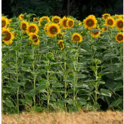 Slunečnice King Kong - Helianthus annuus - prodej semen - 6 ks