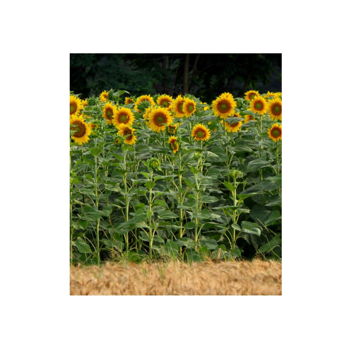 Slunečnice King Kong - Helianthus annuus - prodej semen - 6 ks