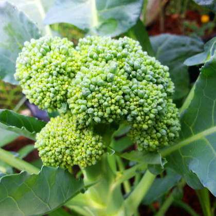 Brokolice Cezar - Brassica oleracea - semena brokolice - 0,6 gr
