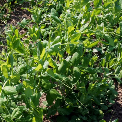 Hrách dřeňový Winner - Pisum sativum - semena - 15 gr
