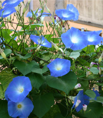 Povíjnice modrá - Ipomoea rubro-coerulea - prodej semen - 25 ks