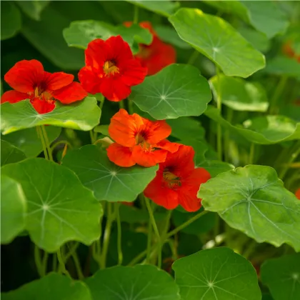 Kapucínka větší Scharlachglanz - Tropaeolum majus - prodej semen - 7 ks