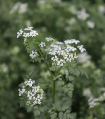 BIO Kerblík - Anthriscus cerefolium - prodej bio semen - 0,8 g