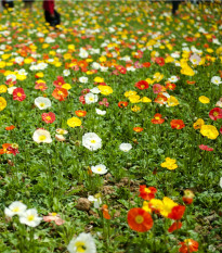 Mák nahoprutý Gnome - Papaver nudicaule - prodej semen - 50 ks