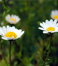 Kopretina balkónová bílá - Chrysanthemum paludosum - prodej semen - 250 ks