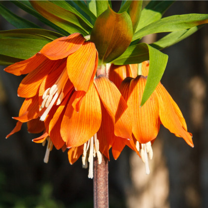 Řebčík královský Aurora - Fritillaria maxima - prodej cibulovin - 1 ks