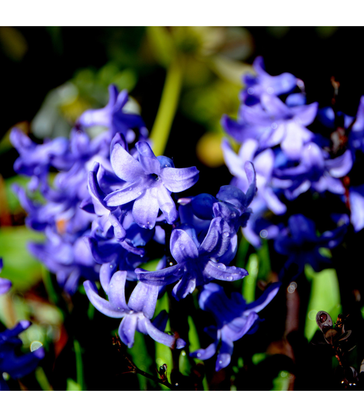 Holandské cibuloviny - Hyacint temně modrý Delft Blue - hyacinty - 1 ks