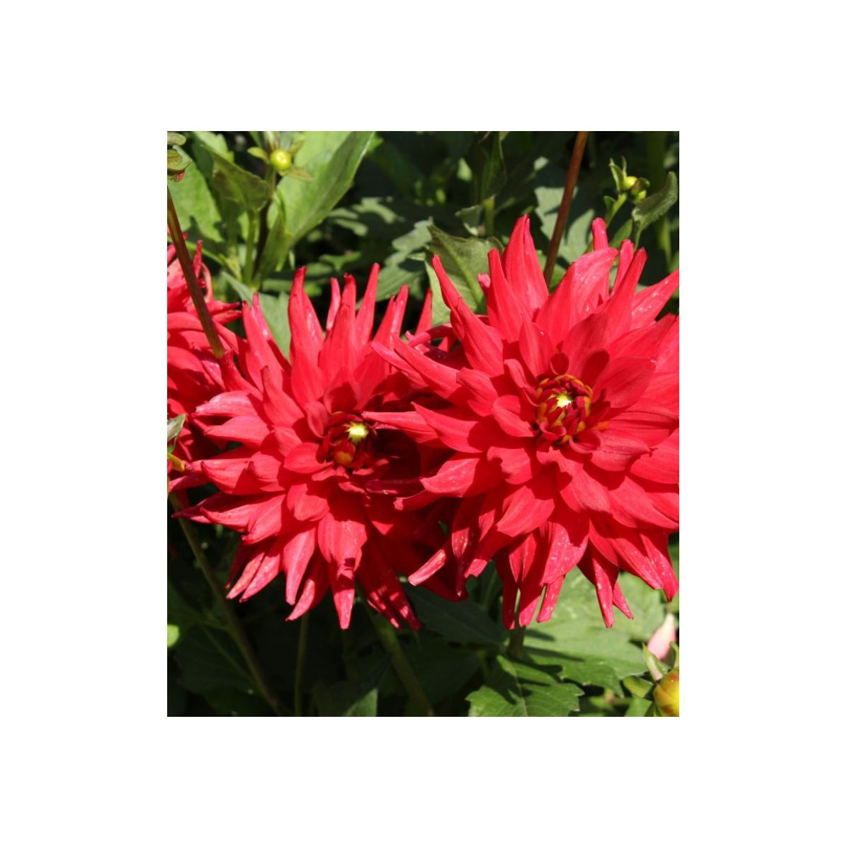 Jiřinka Pigmy červená - Dahlia - prodej cibulovin - 1 ks