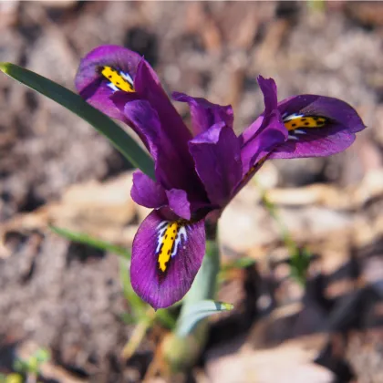 Kosatec síťkovaný George - Iris reticulata - prodej cibulovin - 3 ks
