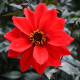 Jiřinka Topmix červená - Dahlia - prodej cibulovin - 1 ks