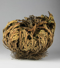 Růže z Jericha - Selaginella lepidophylla - prodej cibulovin - 1 ks