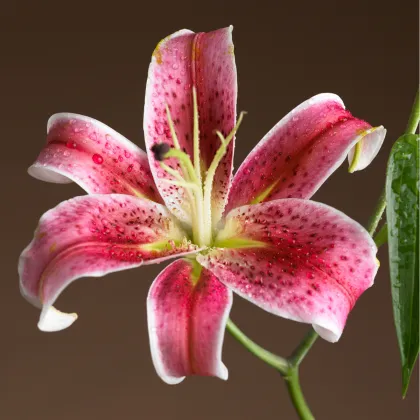 Lilie Mona Lisa - Lilium - cibuloviny - 1 ks