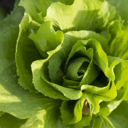 Bio semena salátu - Bio salát hlávkový máslový Mafalda - Lactusa sativa - semena - 0,1 g