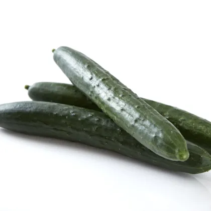 BIO okurka hadovka Paska F1 - Cucumis Sativus - prodej semen okurek - 4 ks