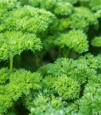 BIO Petržel Zelená Perla - Petroselinum crispum - prodej bio semen - 600 ks