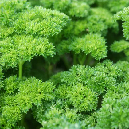 BIO Petržel Zelená Perla - Petroselinum crispum - prodej bio semen - 600 ks
