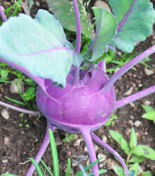 BIO kedluben Azur - Brassica oleracea - prodej bio semen - 50 ks