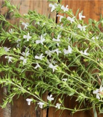 BIO Saturejka horská - Satureja montana - prodej bio semen - 500 ks