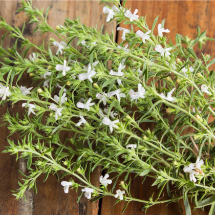 BIO Saturejka horská - Satureja montana - prodej bio semen - 500 ks