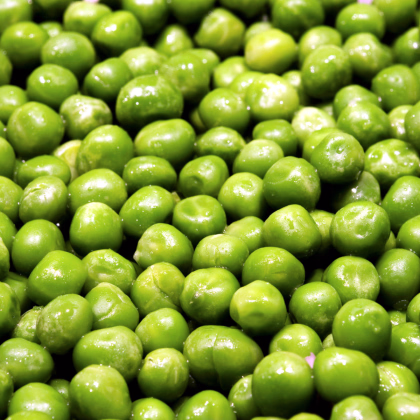 BIO Hrách cukrový Norli - Pisum sativum - prodej bio semen - 75 ks